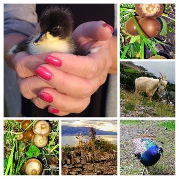 A collage of photos to include a tiny duckling in someone's cupped hands, a peacock etc