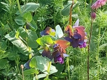 Blue Shrimp plants in border