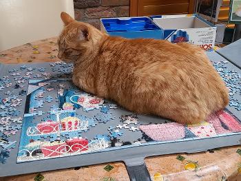 Ginger cat Benji sitting on half done jigsaw