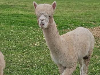 Alpaca