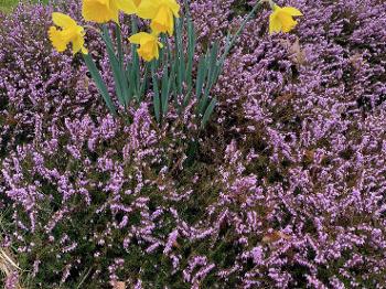 Heather in bloom and daffodils