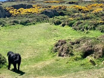Fields of gorse near the coast. Lighthouse in the distance. Bert the dog in  foreground