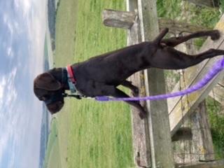 Dog climbing over a very tall stile