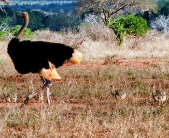 Ostrich with babies in Kenya taken whilst on Safari