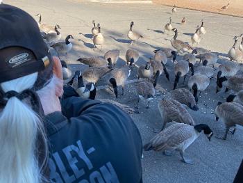 Feeding the aggressive Canadian geese that are fearless of humans. 