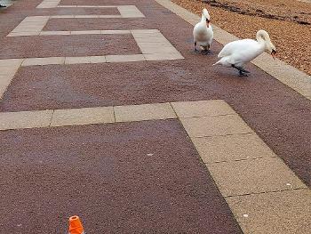 Swans on parkrun course.