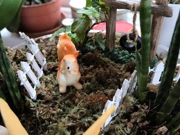 Photo of little squirrel in a fairy garden
