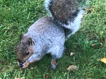 Colour photo of squirrel eating nuts 