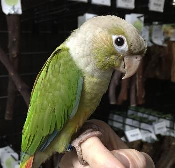 Cinnamon Green-cheeked Parakeet