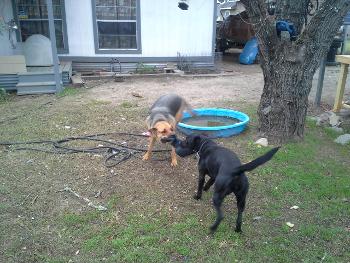 my dogs 
Danny and Jill
