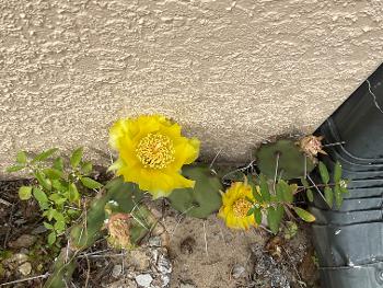 Two yellow prickly pear cactus 