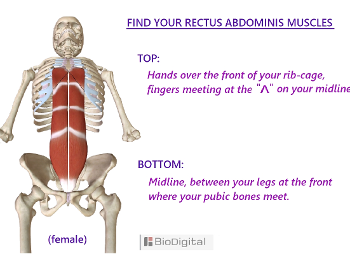 rectus abdominis from pelvis to chest.  The body's core pillar of strength. 
