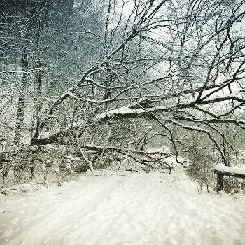 Fallen snowy tree.