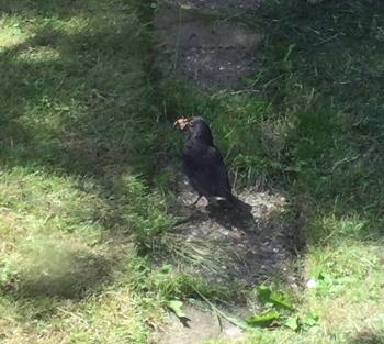 Blackbird collecting food for its young.