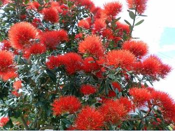 The pohutukawa - New Zealand Christmas tree