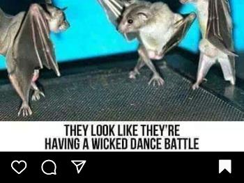 Bats dancing 