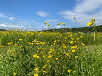 Buttercups in a sunny field 