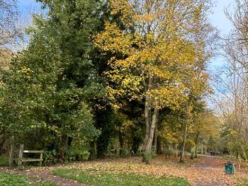 Forest in autumn