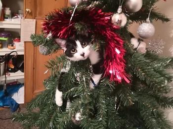 Cat in a Christmas tree