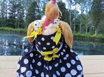Chicken dress
