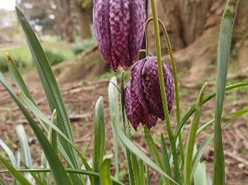 Some Snakeshead Fritillary blooms from spring in SW England.