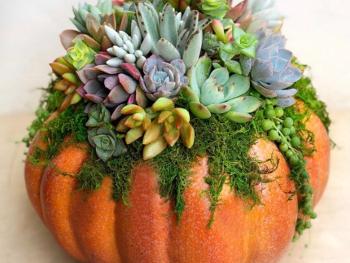 Pumpkin draped with succulents 
