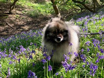 A dog with long fluffy grey fur is standing in a swathe of bluebells