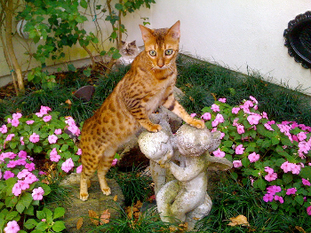 Bengal cat