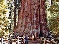 Urang in front of General Sherman tree.