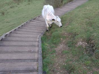 Cow on steps.