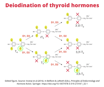 Thyroid hormone deiodination molecular diagram
