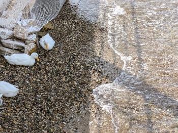 Ducks on a beach