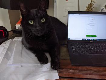 Black cat by a laptop