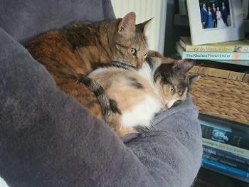 Two cats lying in a radiator bed. One tabby lying behind a calico cat