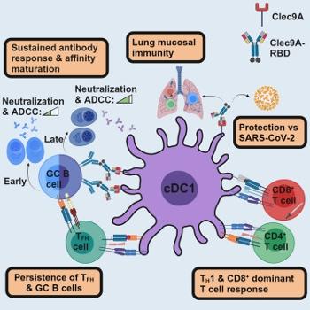 Single-shot dendritic cell targeting SARS-CoV-2 vaccine candidate