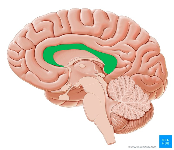 The human brain, featuring the Corpus Callosum. 