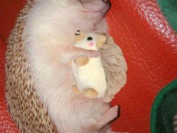 Hedgehog and friend.