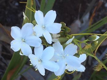 Native flowers Australia