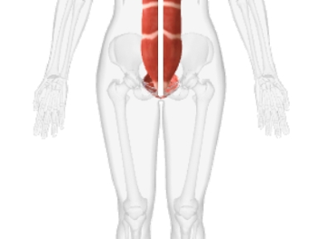 rectus abdominis, the body's central line.  Base-Line muscles.Feeling alignment.