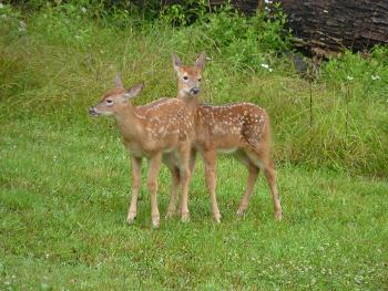 Whitetail deer spotted fawns