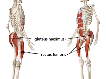 gluteus maximus big ass muscles.  Rectus femoris aligning hip and knee joints.