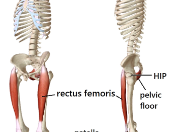 Rectus femoris muscles. Front of the thigh from pelvis to shin aligning hip + knee joints