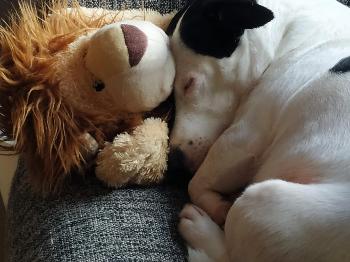 chief the dog with his lion toy
