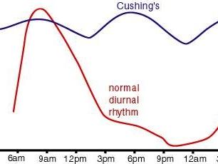 Cortisol circadian rhythm and what to expect in Cushings 