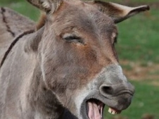 Smiling winking donkey
