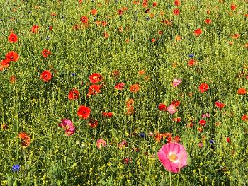 Poppies in wild flower meadow 
