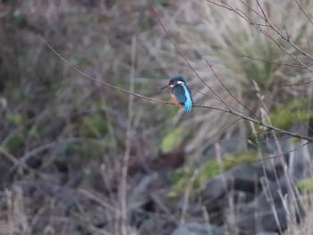 kingfisher at Chasewater WS8 