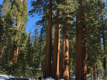 Trees + snow 