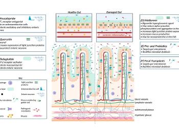 Gut diagram with suggestions for nutraceutical & drug fix