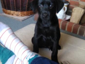 Colour photo of our pup by the fire